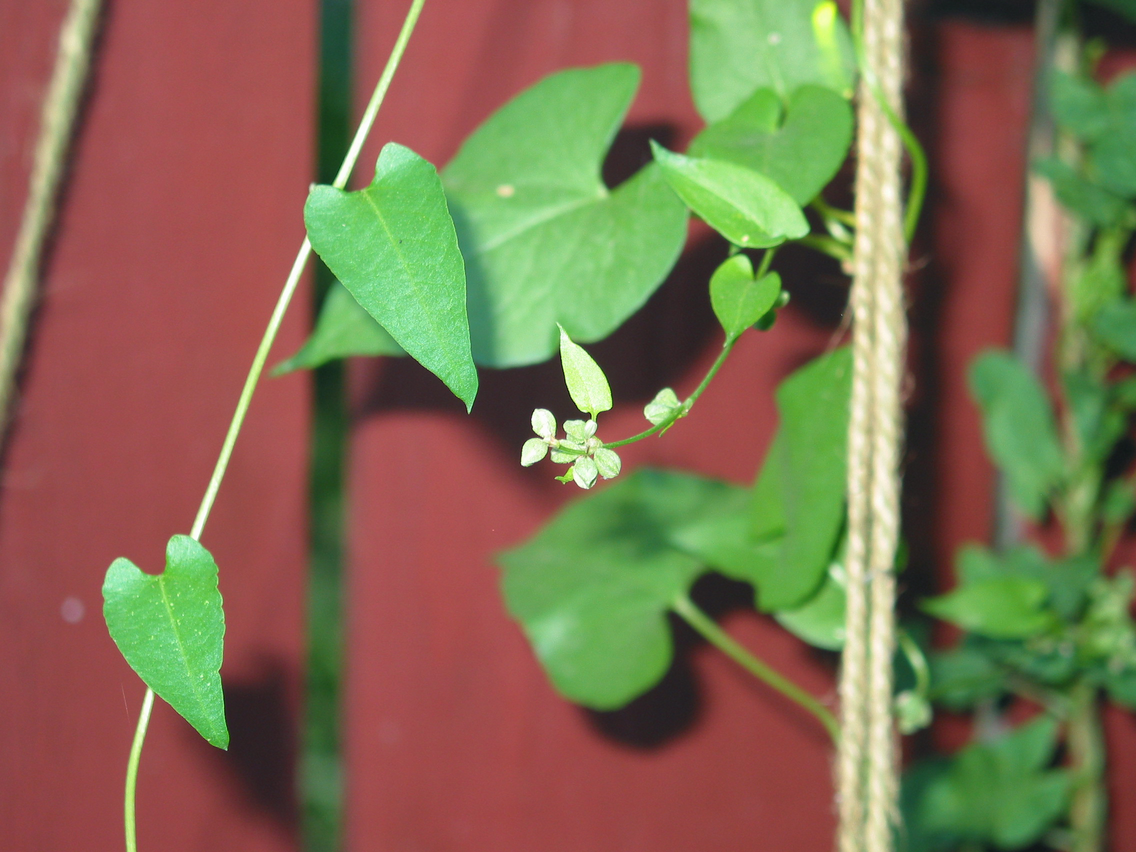 knot bindweed, black bindweed, ivy bindweed, climbing bindweed (Polygonum convolvulus)
